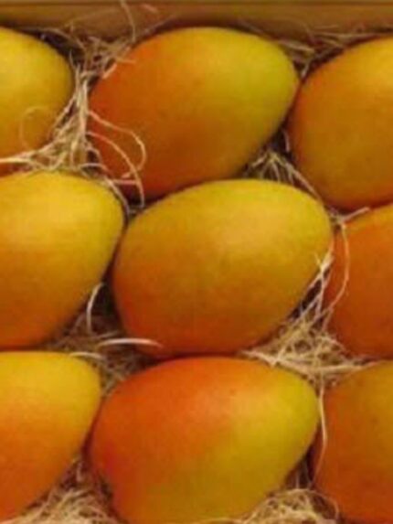 Banganapalle Mango 20 KG