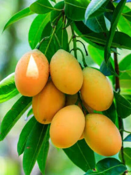 Banganapalle Mango 10 KG