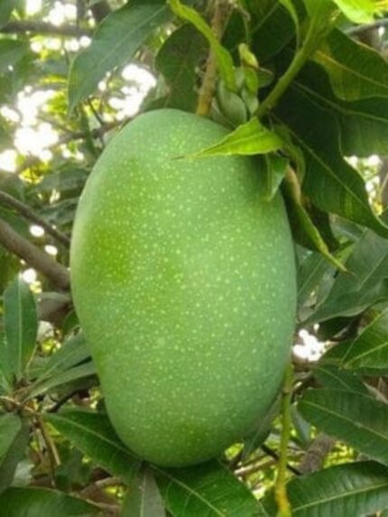 Imam Pasand Mango