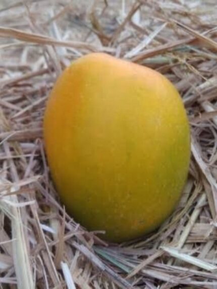 Salem Gundu Mango 10 KG