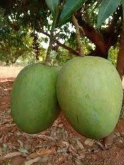 Salem Gundu Mango 20 KG