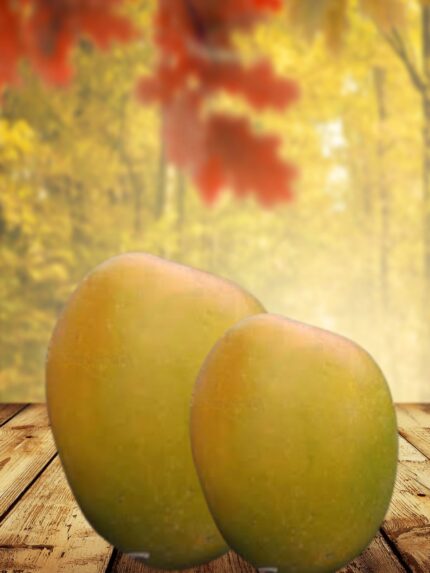 Salem Gundu Mango 20 KG