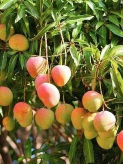 Sendhura Mango 10 KG