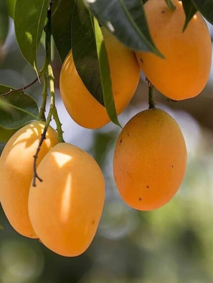 Alphonso Mango